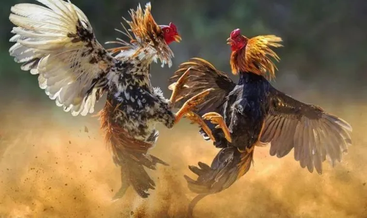 Cần tìm hiểu về chiến kê trước khi tham gia cá cược đá gà 99OK