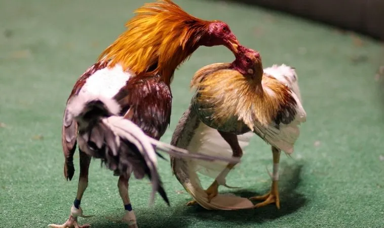 đá gà WS168 tại 99OK