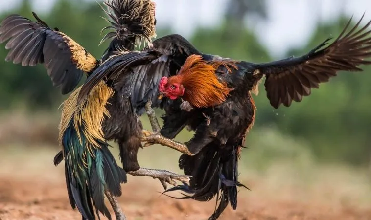 Cần nghiên cứu kỹ lưỡng về chiến kê trước khi cá cược Đá Gà GA28 99OK