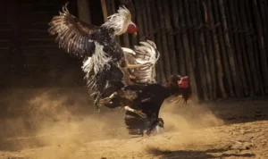 Đá Gà Sabong 99OK