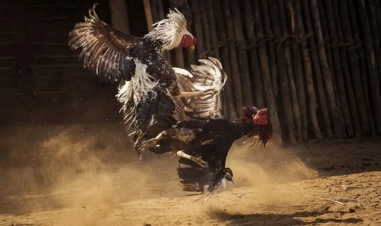 Đá Gà Sabong 99OK